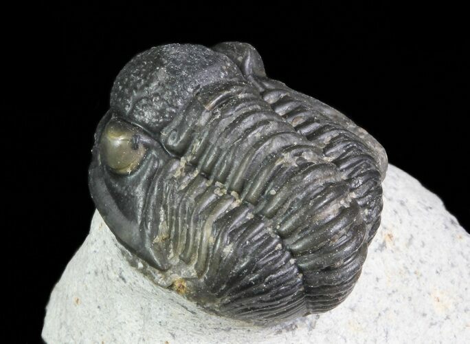 Bargain, Gerastos Trilobite Fossil - Morocco #69113